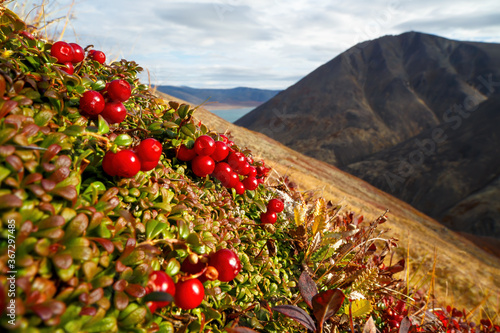 Tableau sur toile Red berries of a lingonberry (Vaccinium vitis-idaea) on a mountainside