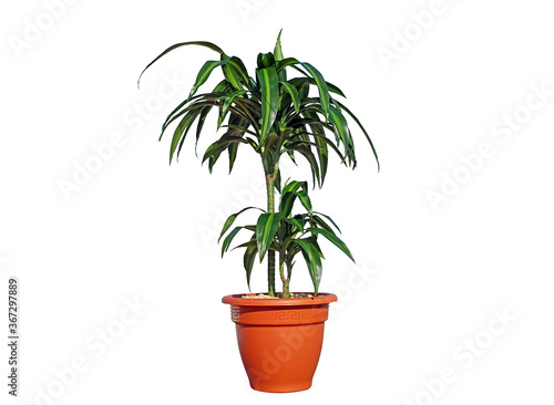 Dracaena Janet Craig-Corn plant in flower pots