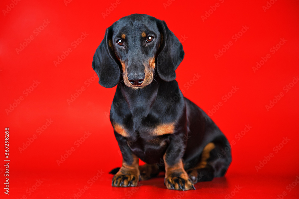 Black Dachshund on a red background