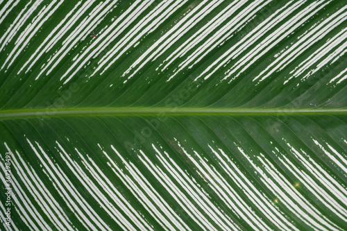 Symmetrisches Close-up Makro eines dunkelgr  nen Blatts mit linien  fasern und Maserung