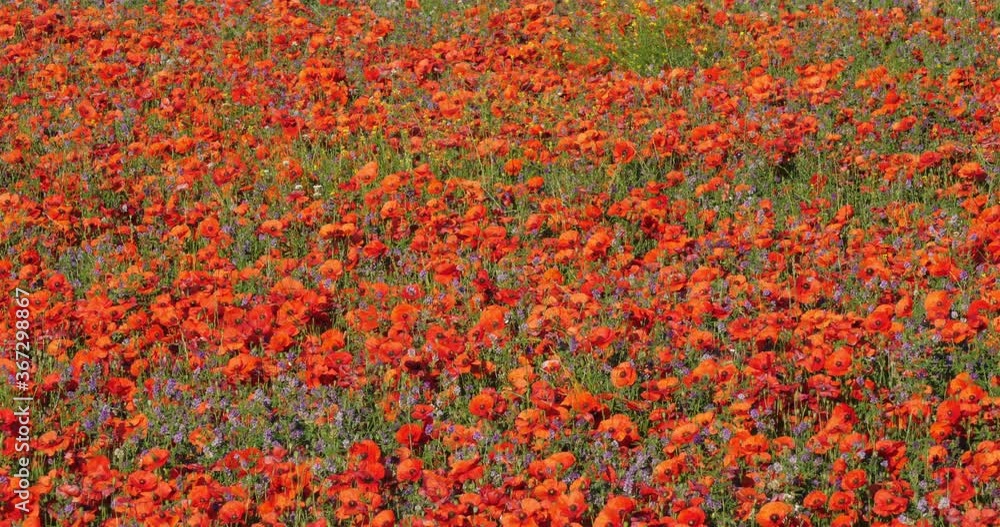 Field of poppies and medicago, Provence, Luberon, Vaucluse, France Field of poppies and medicago, Provence, Luberon, Vaucluse, France