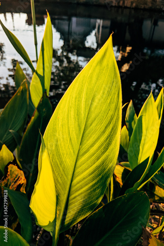 Quadro su tela Green leaf litten by the golden sun