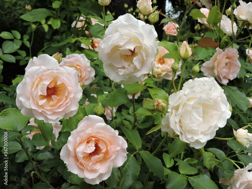 white roses in a garden