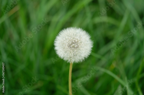 A selective focus shot of a dandelion in front of a blurred green background - Stockphoto