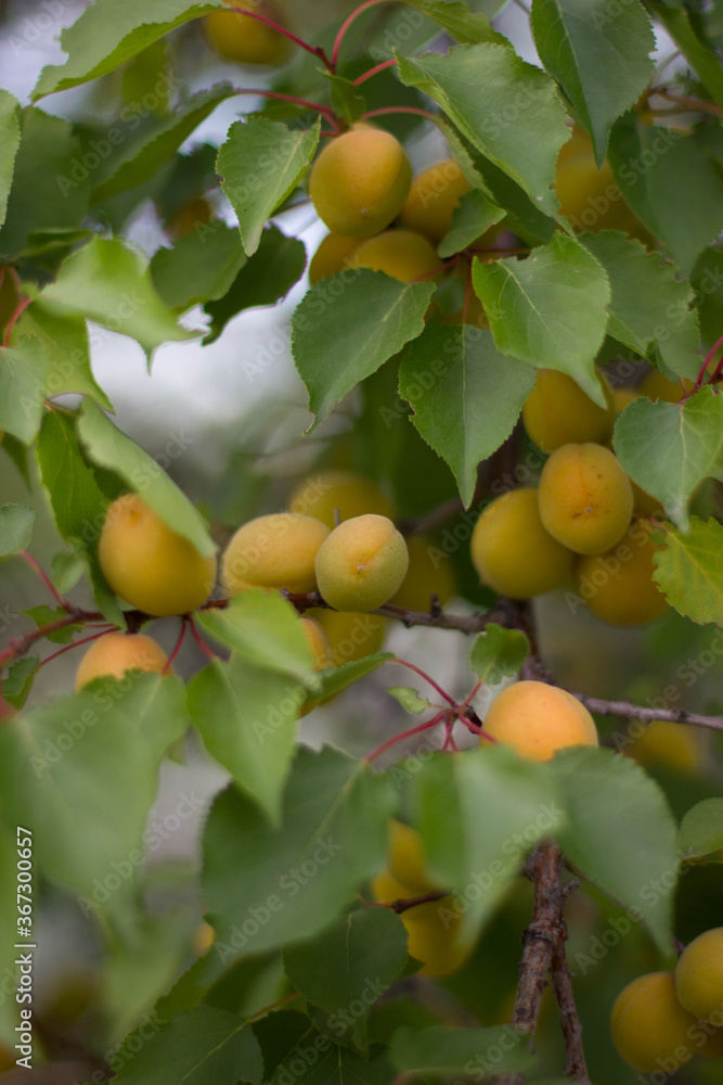 many apricots on a tree branch