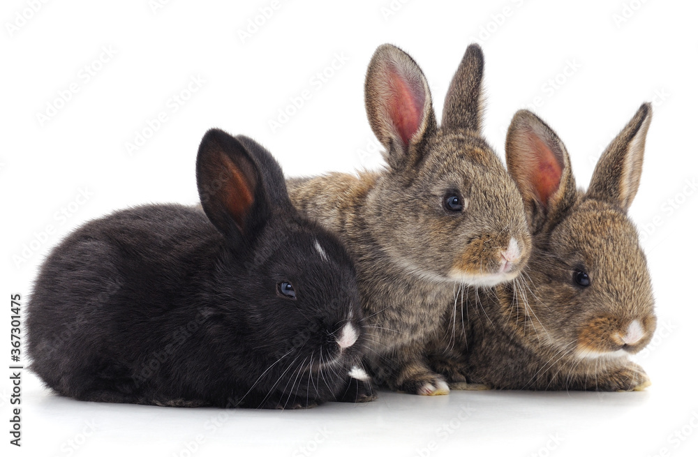 Obraz premium Three little rabbits.