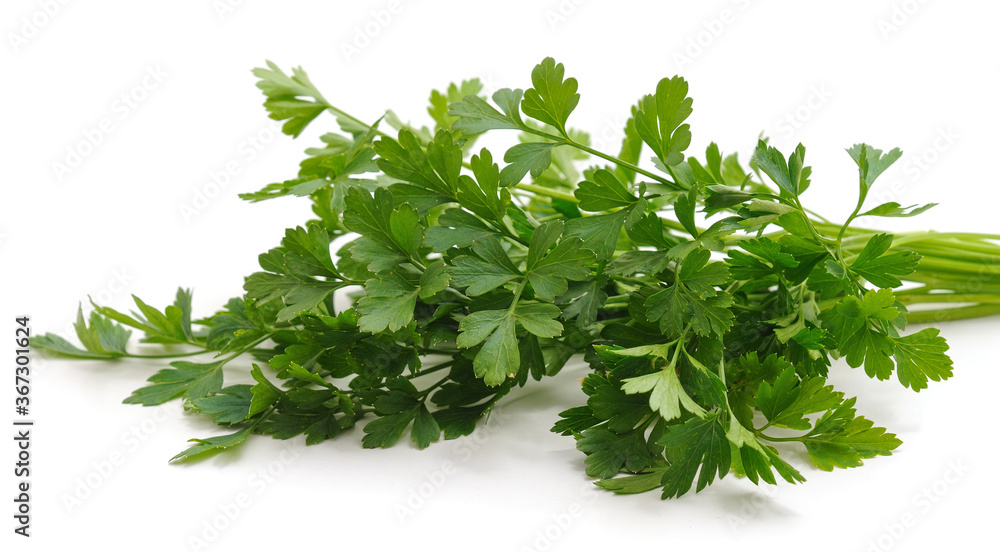 Bunch of green parsley. Bunch of green parsley.