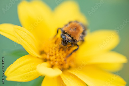The bumblebee is sitting on a flower. Photographed close-up in the studio.