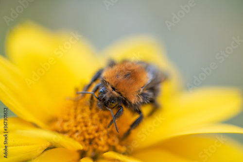 The bumblebee is sitting on a flower. Photographed close-up in the studio.