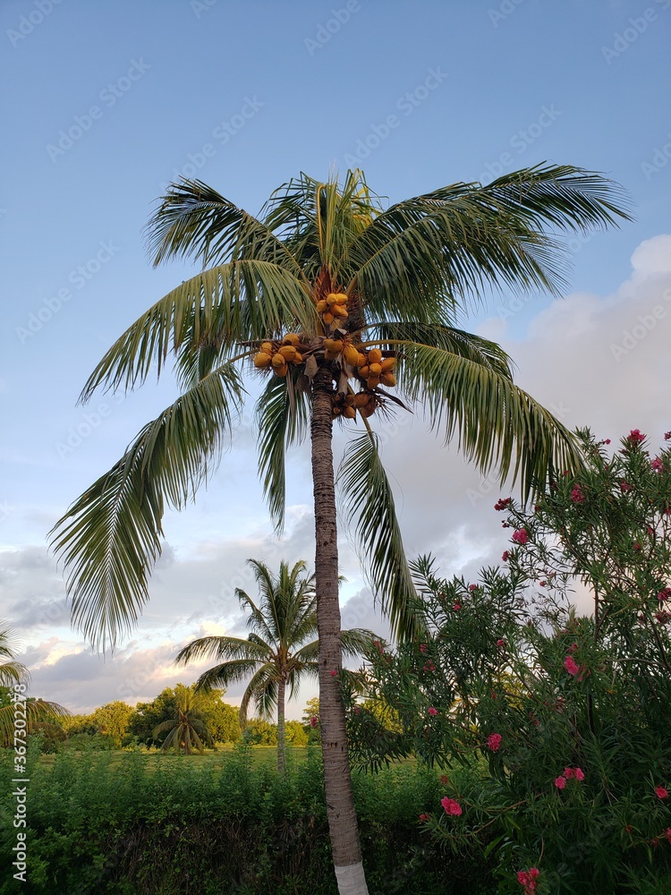 palm trees on the beach