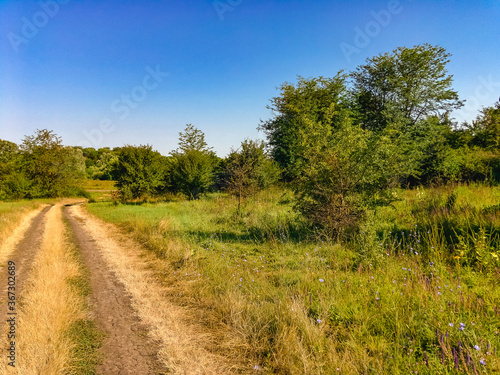 An abandoned dirt road passes next to a field covered with green grass and trees on a sunny summer day with a blue cloudless sky.