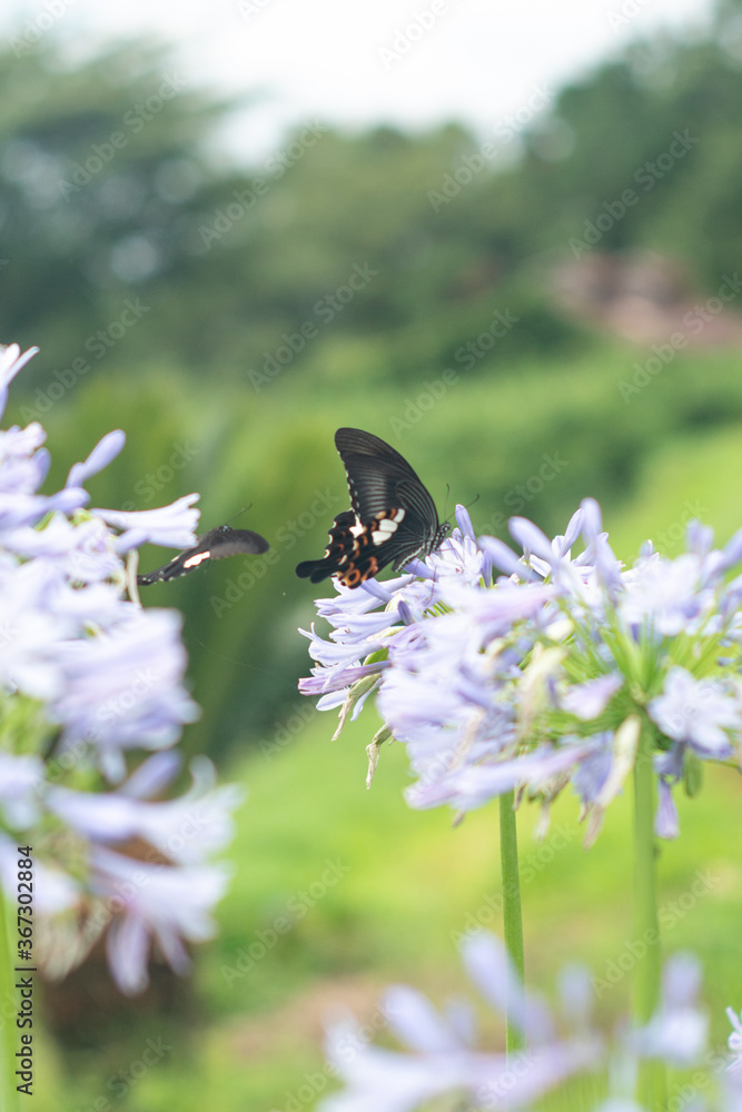 蝶と花4 蝶と花4