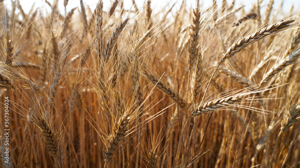 Fototapeta premium Natural view of a sown wheat field, agronomy, spikelets of wheat close-up against the background of a blue clear sky, earthworks, harvesting in the summer season