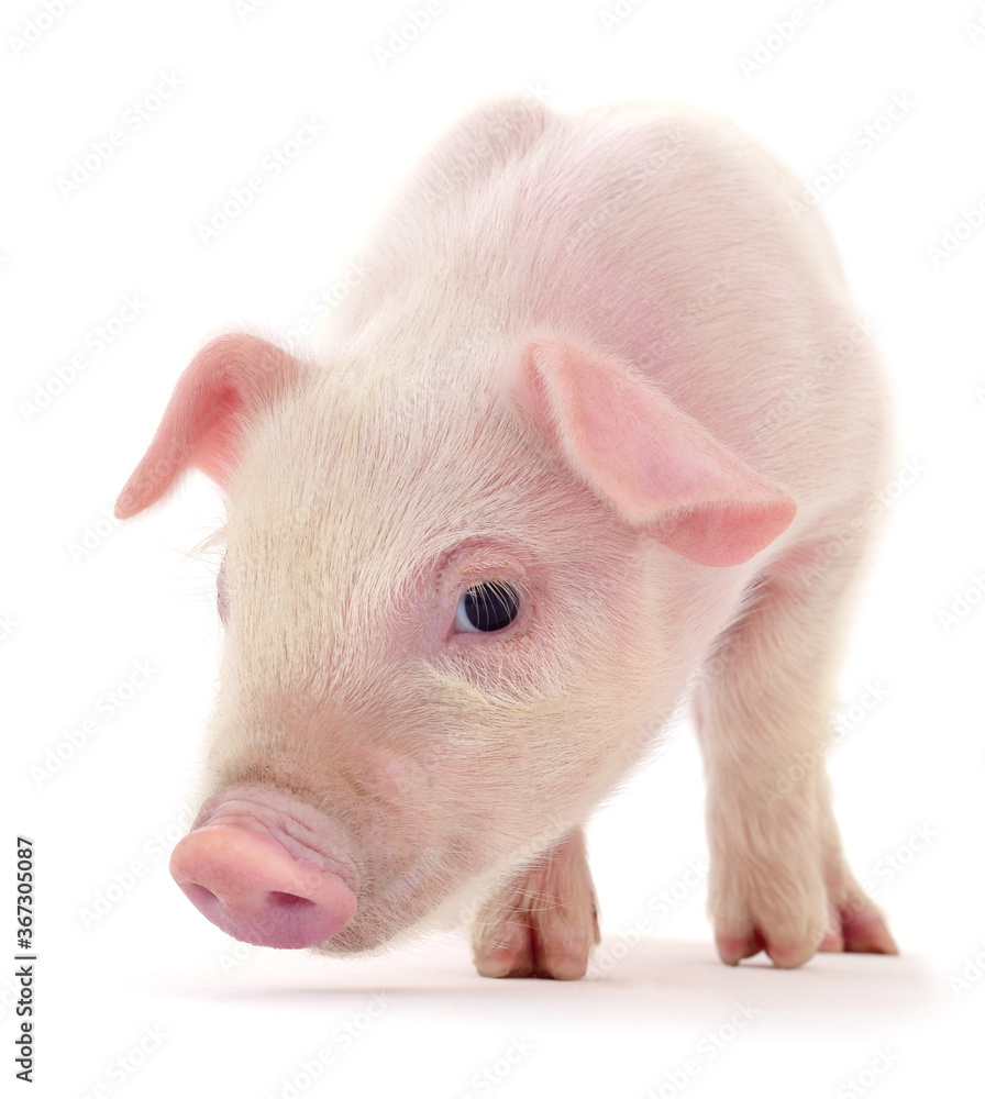 Pig on white Pig on white