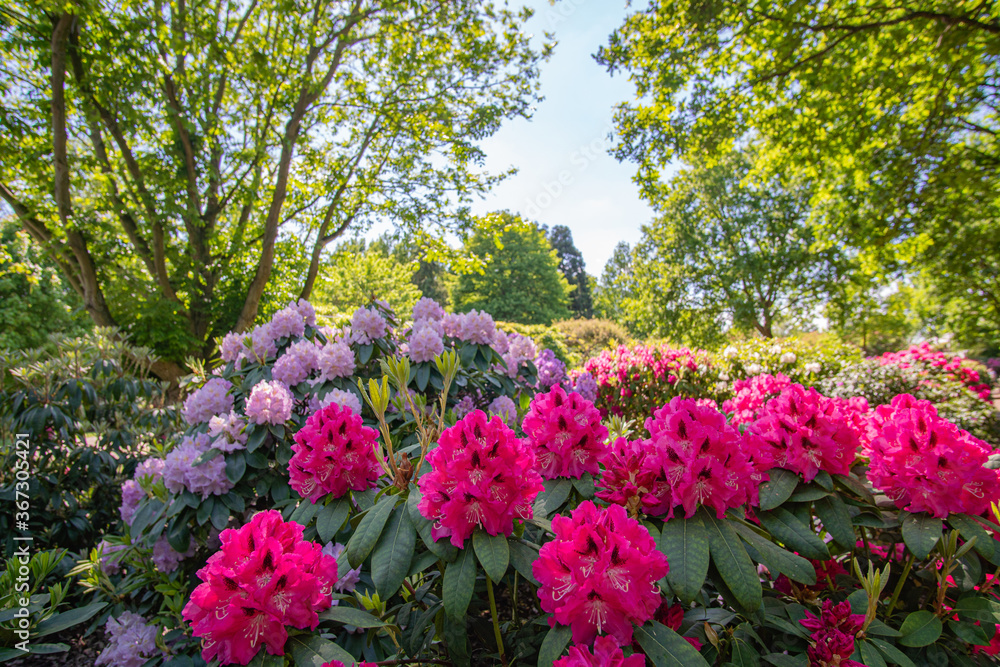 Rhododendron Flowers blooming in the Sun at Bremen Rhododendron Park