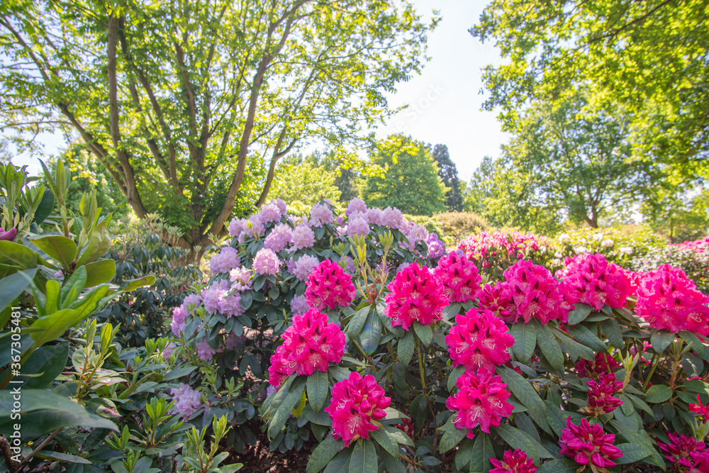 Rhododendron Flowers blooming in the Sun at Bremen Rhododendron Park Rhododendron Flowers blooming in the Sun at Bremen Rhododendron Park
