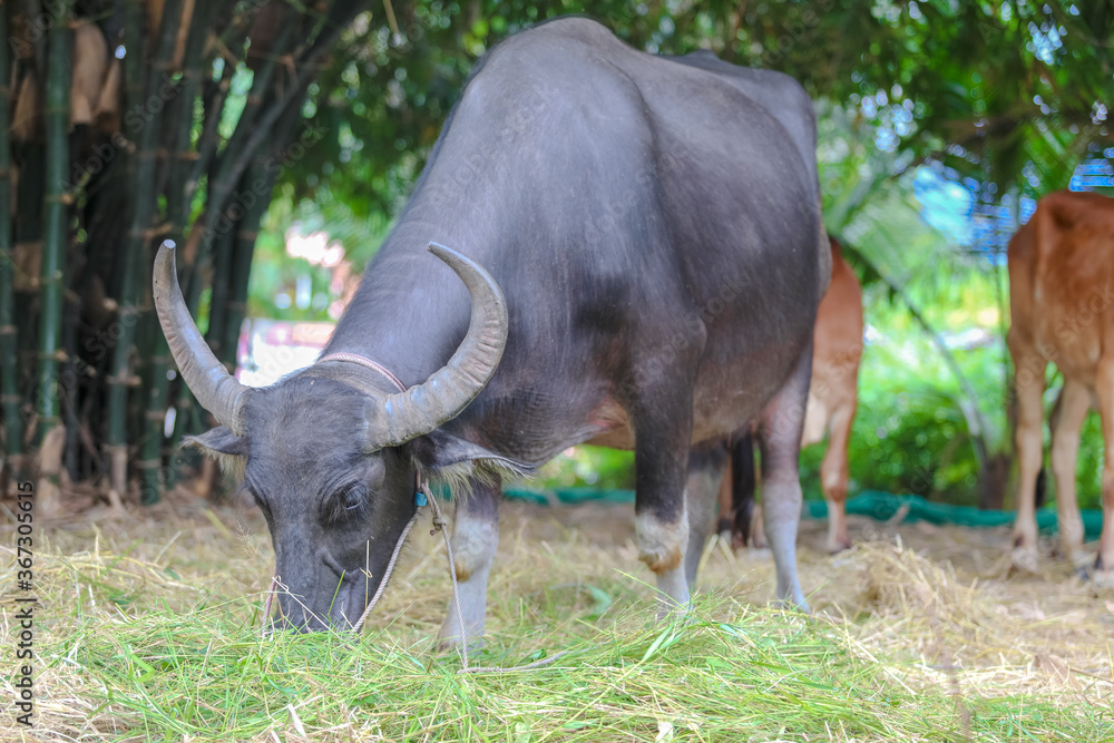 Thai Buffalo ,Thailand