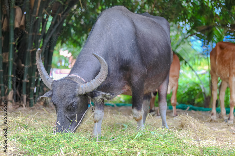 Thai Buffalo ,Thailand Thai Buffalo ,Thailand