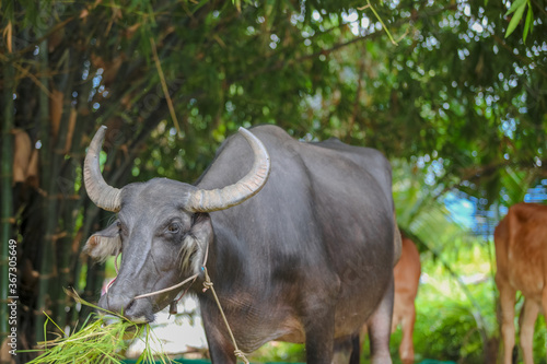 Thai Buffalo  Thailand