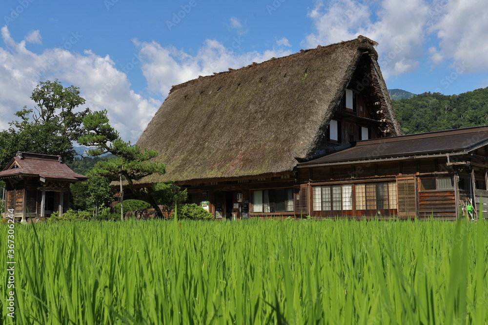 水田地帯の藁葺屋根の家