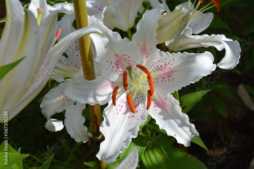 Lilium Muscadet photo