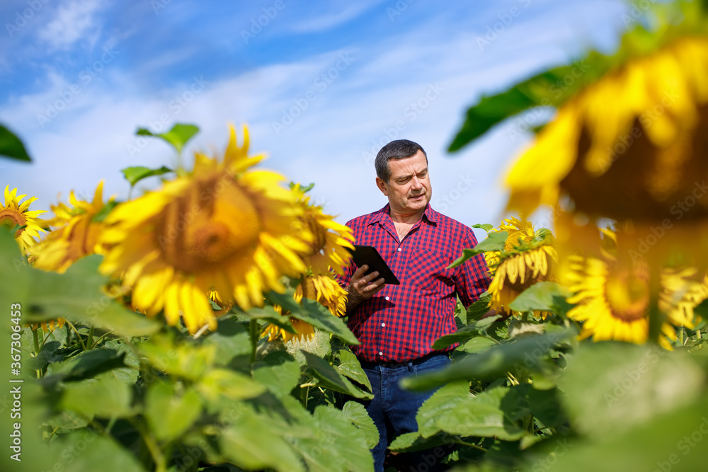 farmer in sunflower field