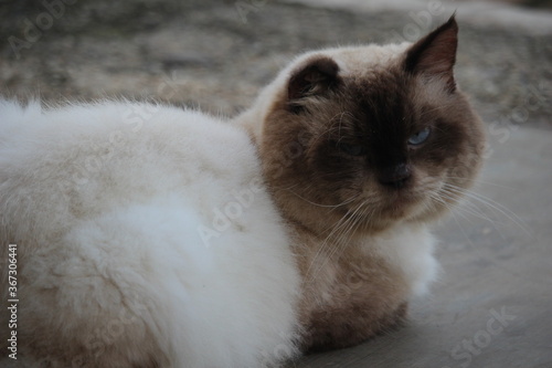 the white cat is playing in the park