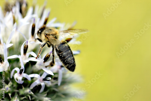 Bee © Bojan Bencic