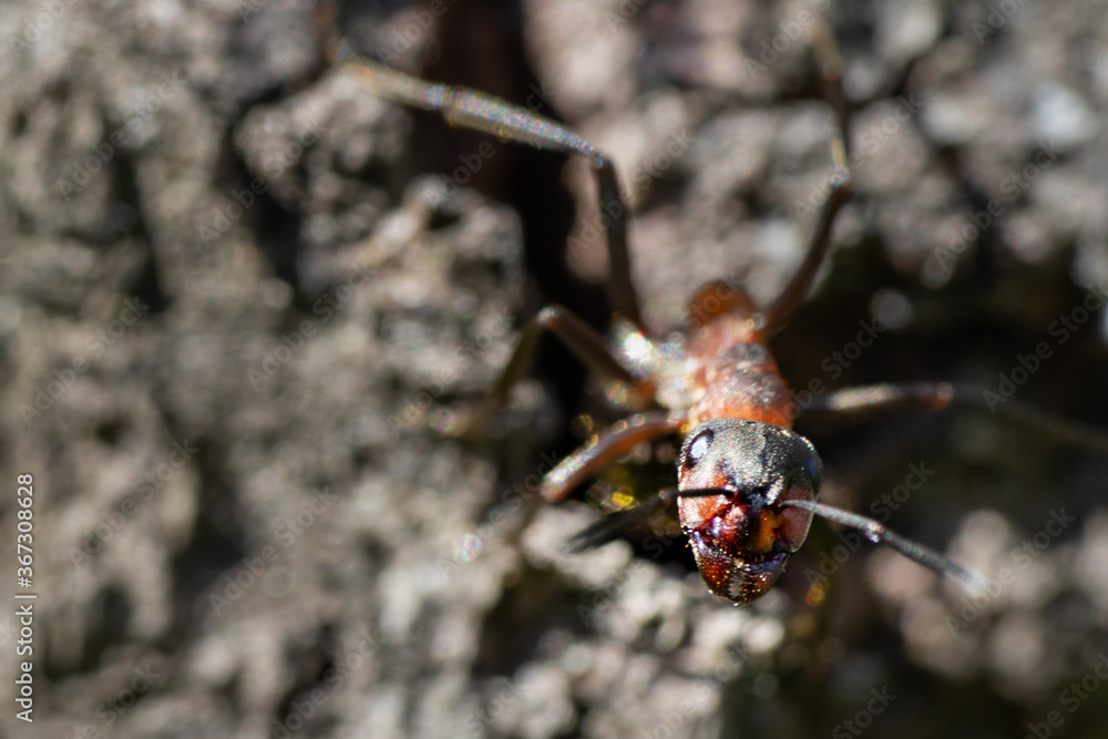 Fototapeta premium Waldameise in Abwehrhaltung