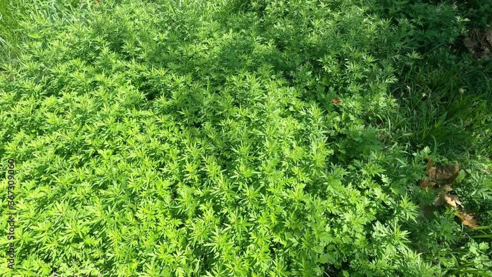 Walking Over Vegetation In Park Or Yard Walking Over Vegetation In Park Or Yard