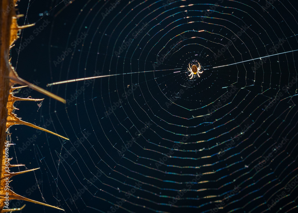 Little spider on its cobweb.. Little spider on its cobweb..