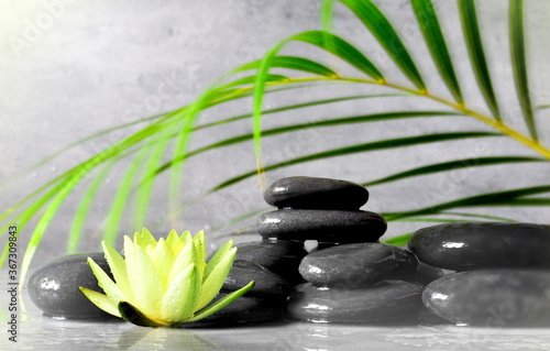 Photography Spa concept with wet black stones, palm leaf and lotus.