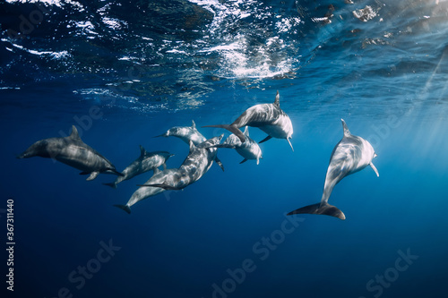 Family of Spinner dolphins in tropical ocean with sunlight. Dolphins in underwater