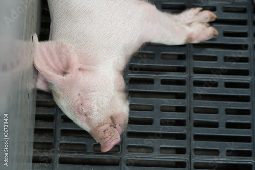 Young sleeping pig after sucking mother pupets. photo