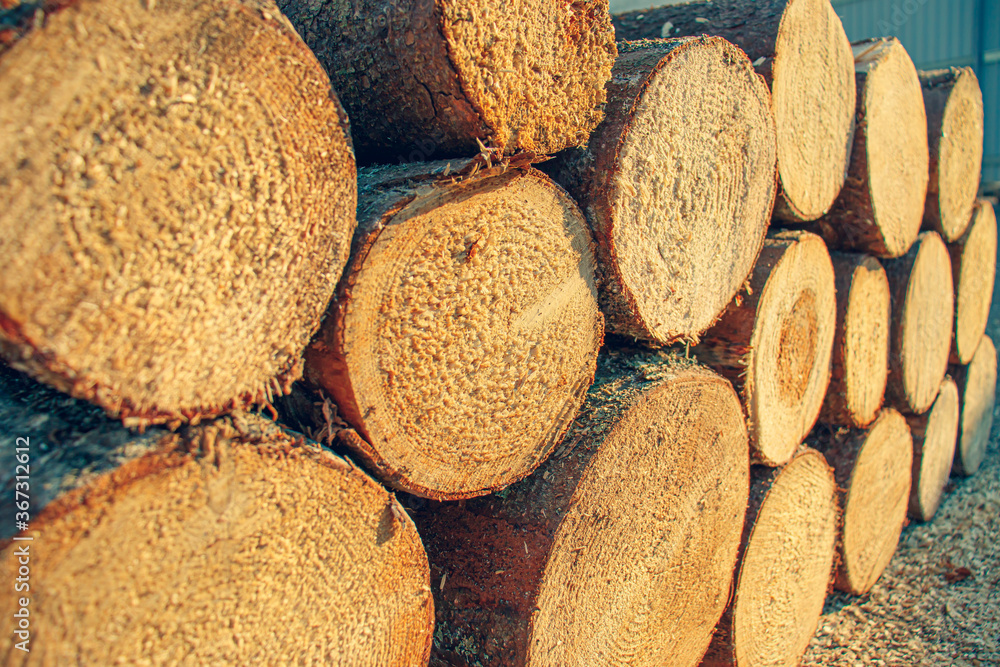 Dry spruce wood laid in a stack. A bunch of spruce logs from the end close up. Cross saws of the tree tree. Dry spruce wood laid in a stack. A bunch of spruce logs from the end close up. Cross saws of the tree tree.