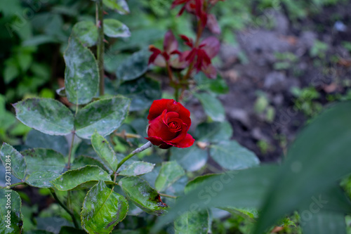 Wallpaper Mural Red rose petals with rain drops closeup. Red Rose. Red rose in raindrops. Red rose Torontodigital.ca