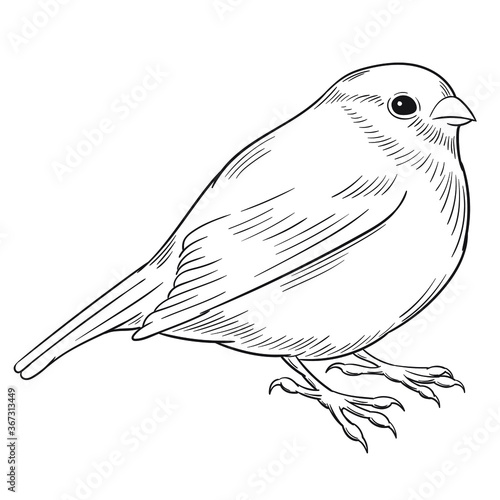 Hand drawn vector of bullfinch isolated on white background for coloring page. Black and white  stock illustration of bird for coloring book.