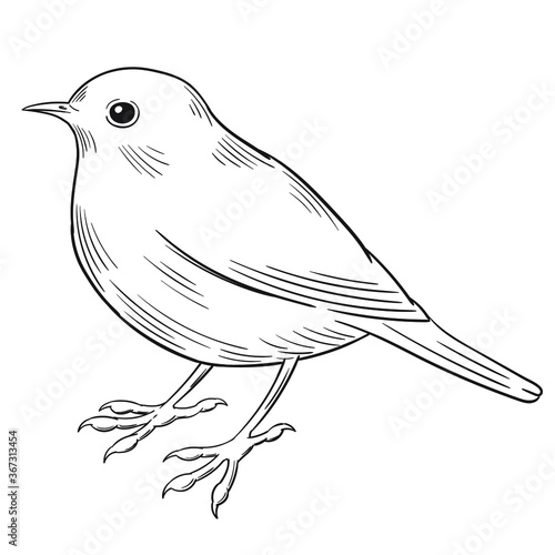 Hand drawn vector of robin isolated on white background for coloring page. Black and white  stock illustration of bird for coloring book.