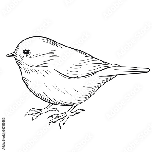 Hand drawn vector of coal tit isolated on white background for coloring page. Black and white  stock illustration of bird for coloring book.