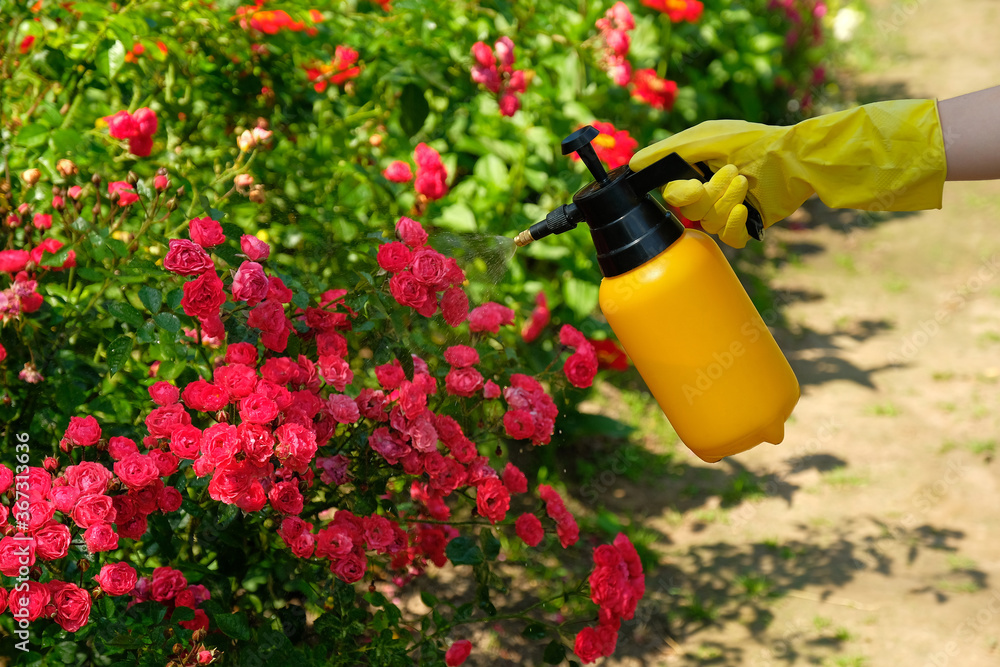 Gardener spraying a blooming roses. Using garden spray bottle with