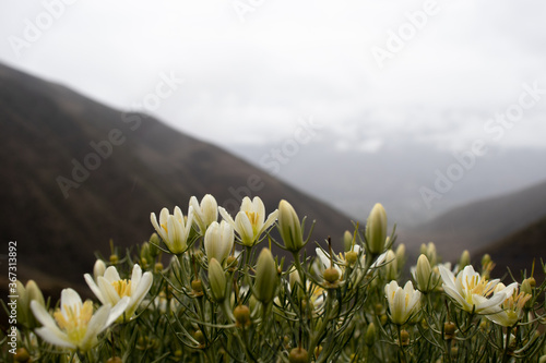Ripe wild blackberry tree, in the central mountain range, Inza, Cauca, Colombia. Plants on the background of the Cauca. Mountain flowers against the sky