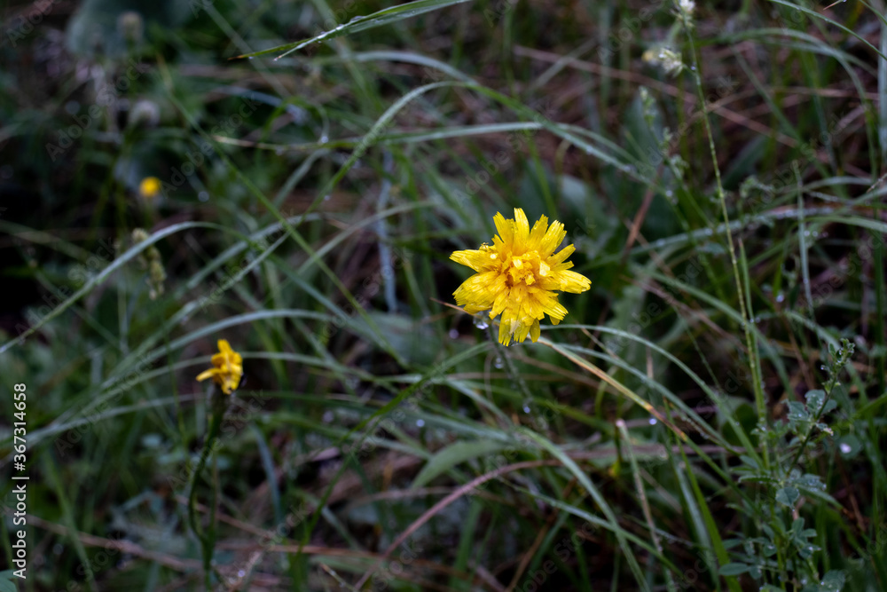 Yellow dandelion flower among green grass. Close-up. Nature. Photo in good quality. Yellow flower among green plants Yellow dandelion flower among green grass. Close-up. Nature. Photo in good quality. Yellow flower among green plants