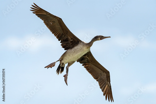 Socotra Cormorant on the north-eastern coast of Qatar. The Socotra cormorant is a threatened species of cormorant that is endemic to the Persian Gulf and the south-east coast of the Arabian Peninsula.