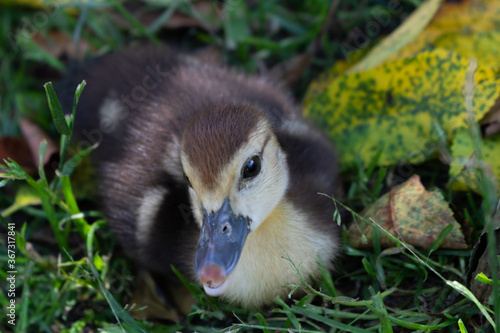 Cute adorable fluffy newborn duckling in green grass.