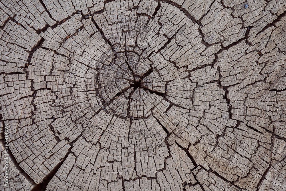The texture of the old tree with rings