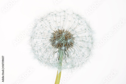 Head of a dandelion on a white background. Studio shooting.