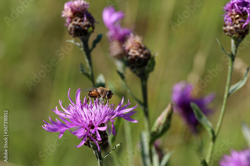 A wild bee sits on a burdock flower