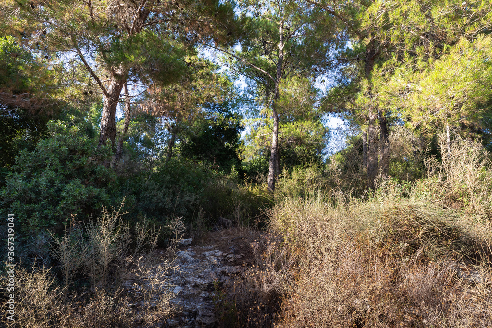 A gorge overgrown on the slopes of the forest in the public Nesher Park suspension bridges in Nesher city in northern Israel A gorge overgrown on the slopes of the forest in the public Nesher Park suspension bridges in Nesher city in northern Israel