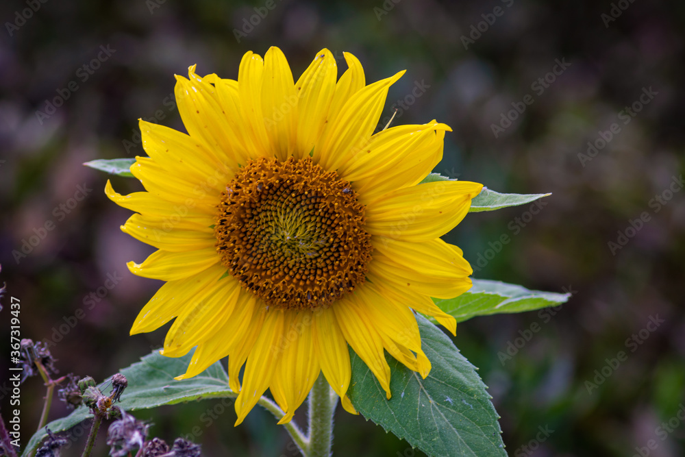 Beautiful sunflower field with bright colors Beautiful sunflower field with bright colors