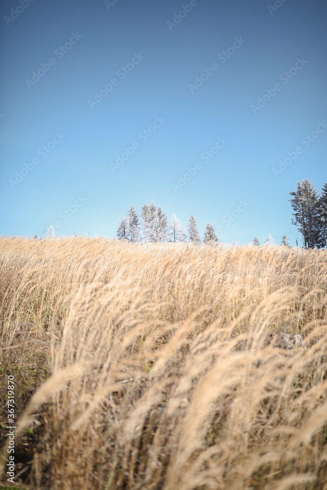 Obraz premium fields in austrian countryside